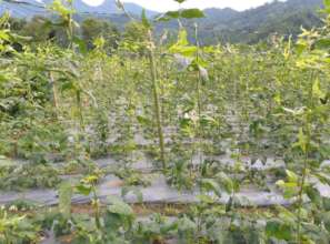 Off season vegetable growing for income generation