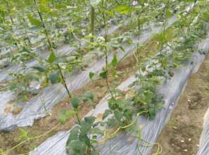 Vegetable growing for income generation