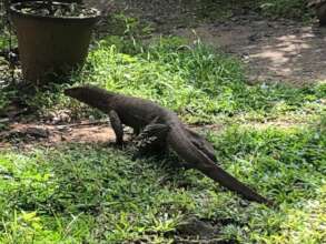 Resident Monitor Lizard