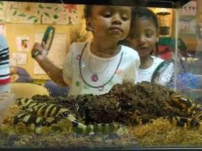 Tiger salamanders visit on Family Creativity Night