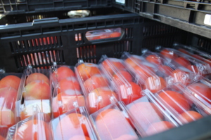 Example of some of the steak tomatoes distributed.