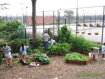 Schoolyard Gardens Program