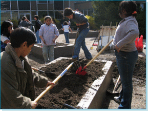 Building the East Somerville garden