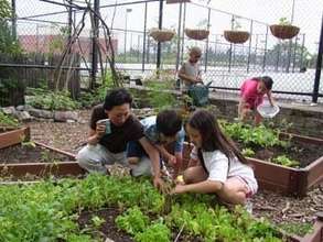 Harvesting from the garden