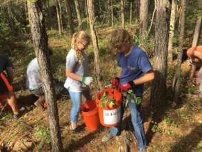 Youth volunteers removing invasive plants