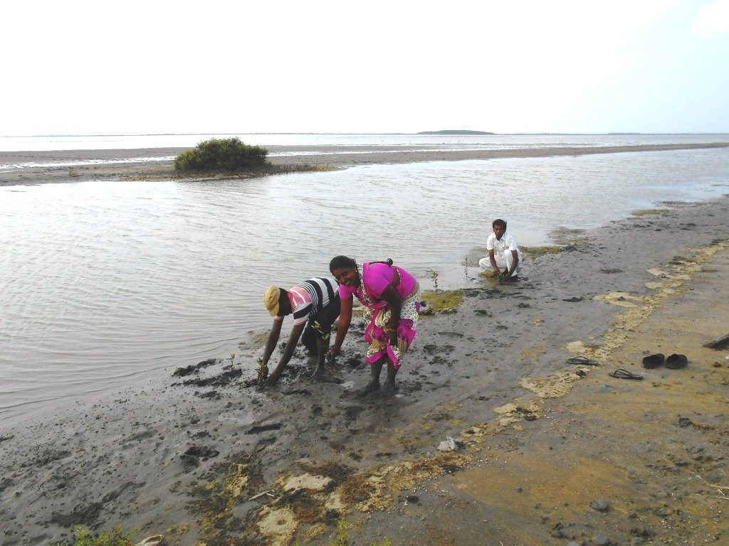Help Mangroves Plantation - Wetland Promotion