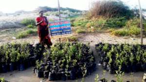 Mangrove nursery promotion in kodiyakadu