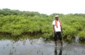 Help Mangroves Plantation - Wetland Promotion