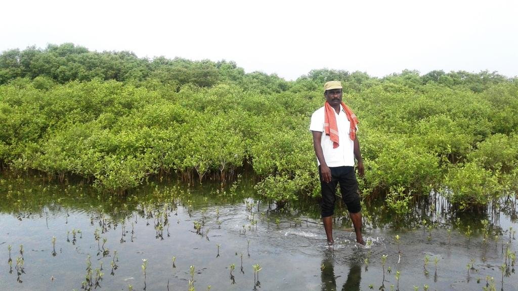 Help Mangroves Plantation - Wetland Promotion