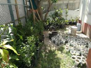 Caring for native plants until sites are cleared