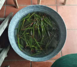 Humble beginnings for future mangrove forests