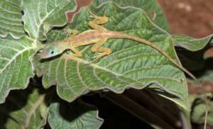 Anolis pogus, only found on St. Maarten (Yokoyama)