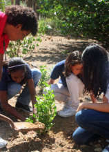 Students planting trees