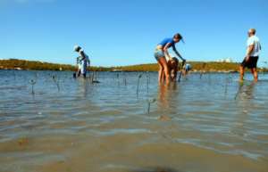 Volunteers planting mangrove trees