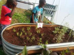 Green House Growing