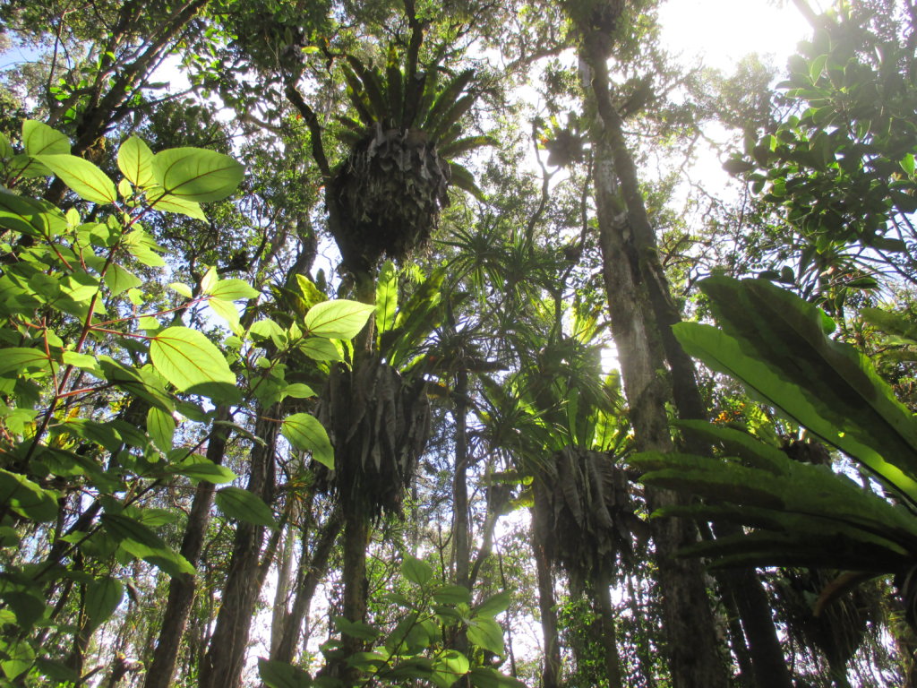 Restore & Protect Hawaii's Native Lowland Forest