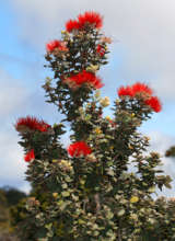 Ohi'a Tree with Lehua Blossoms