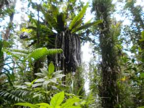 Keau'ohana Fern
