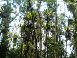 Hawai'i's last remaining lowland forest