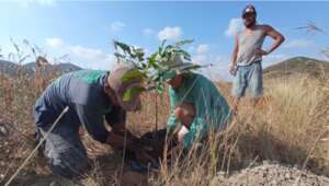 Planting trees in La Blanca