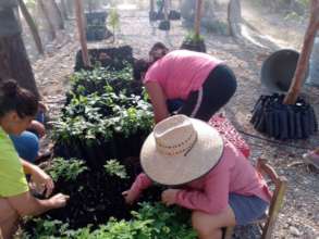 Nursery for reforestation