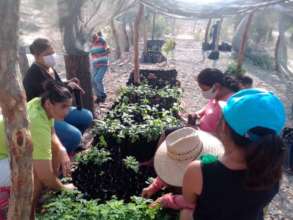 learning the process of reforestation
