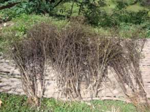 Harvested Chiraito plants (HAFN photo)