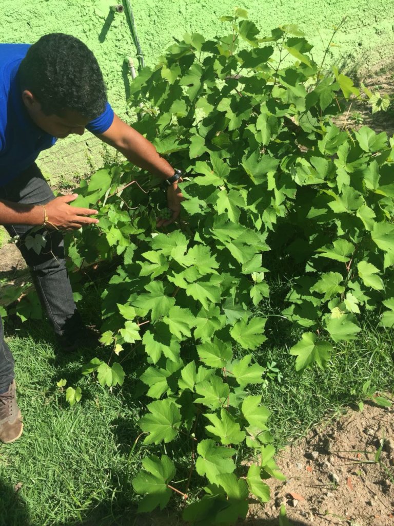 Train Brazilians in Sustainable Culinary Arts