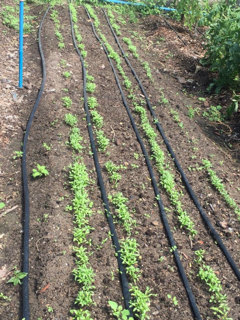 Train Brazilians in Sustainable Culinary Arts