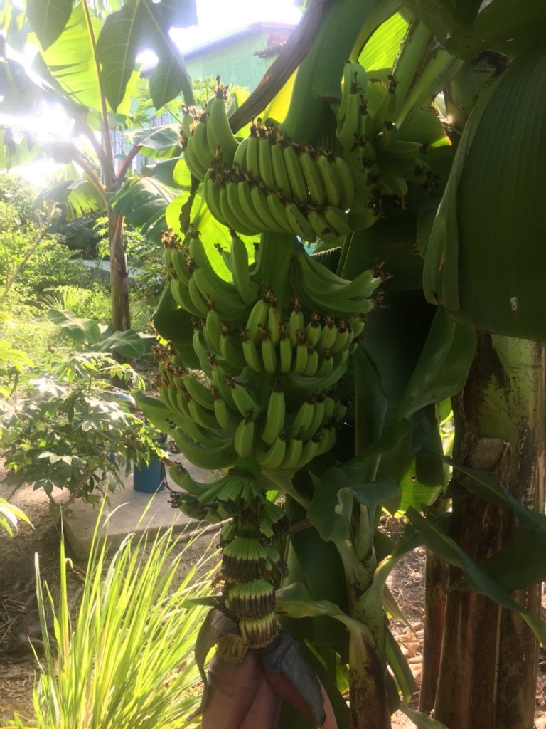 Train Brazilians in Sustainable Culinary Arts
