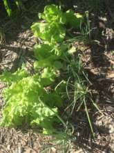 Herbs Grown in the School's Garden