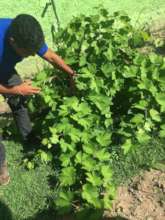 Cultivating Herbs from the School Garden