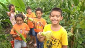 Local Youth Harvesting Corn in School Garden