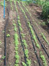 Growing Herbs in the School Garden