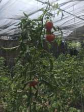 Tomatoes Ripening on the Vine in School Garden