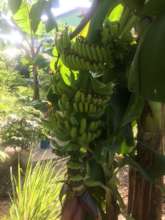 Bananas Growing in the School Garden
