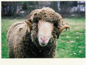 Sheep