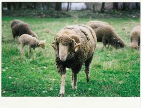 Sheep 2
