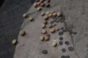 Lentils