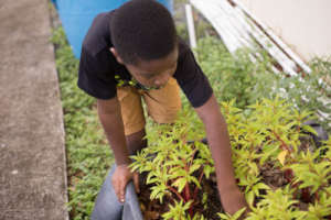 Clearing weeds and planting new seeds.