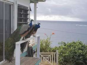 Peacocks keep us company during the recovery