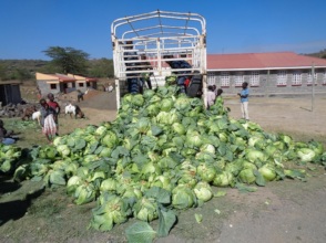Cabbage Delivery!