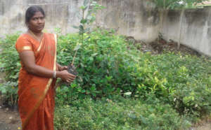 one of our nursery sited at ILLUPPUR
