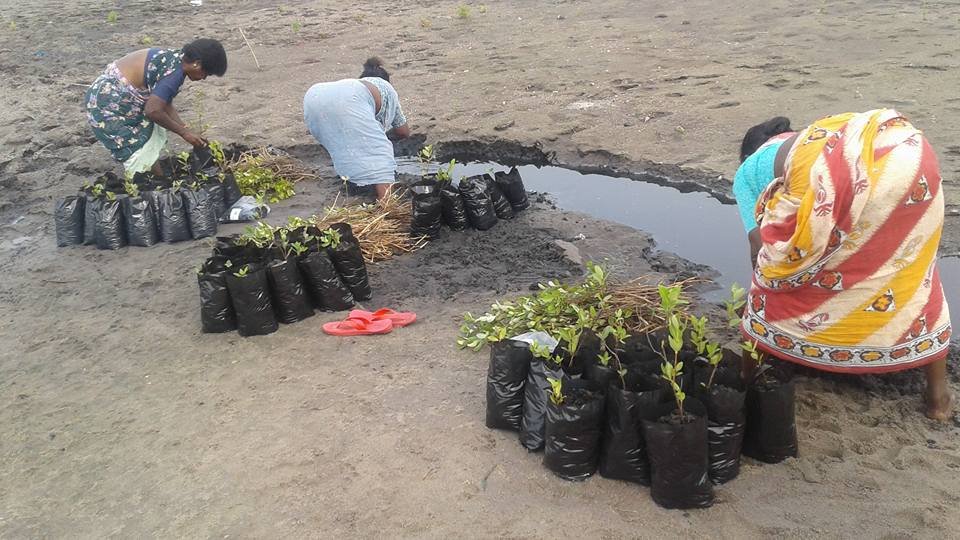 Nursery for 50000 high quality saplings production