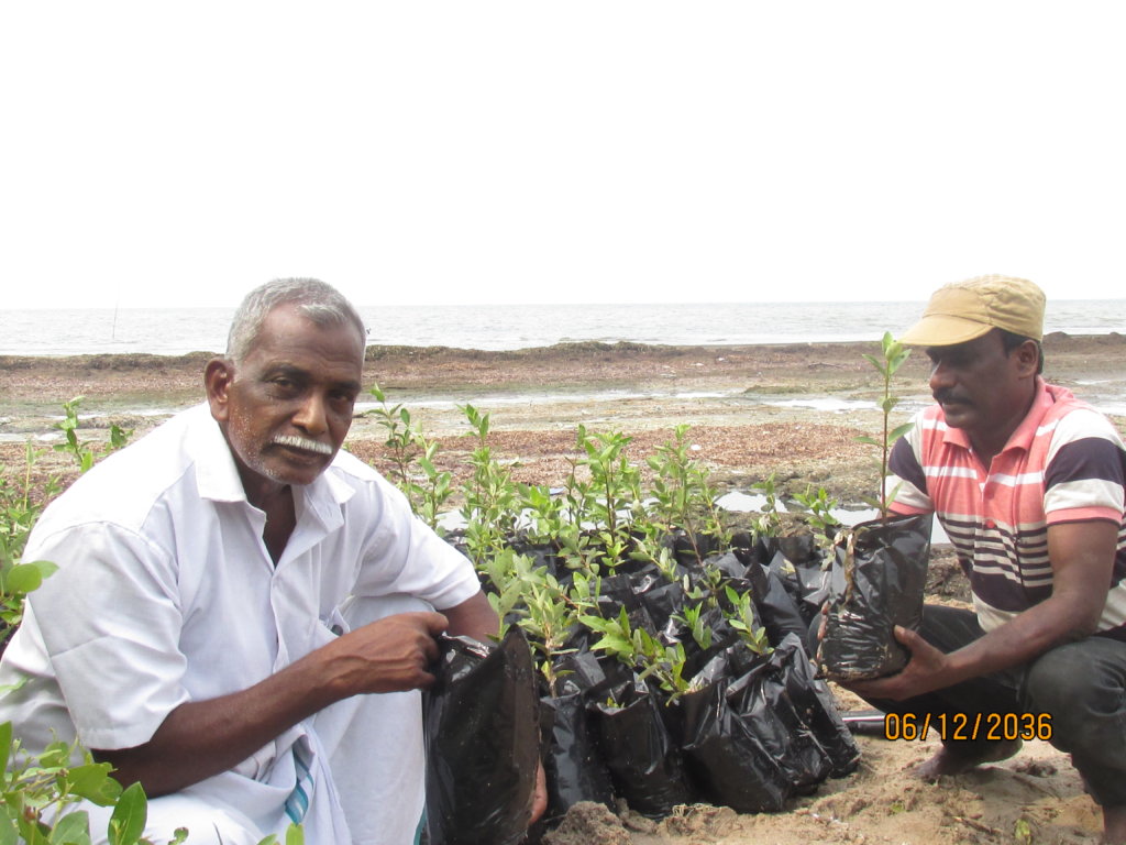 Nursery for 50000 high quality saplings production