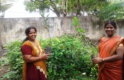 Nursery for 50000 high quality saplings production