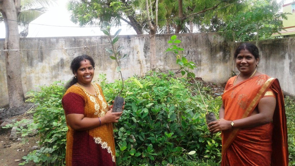 Nursery for 50000 high quality saplings production