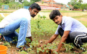 plantation from the nursery by qulaity saplings