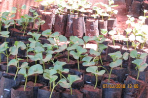 Sprouted Saplings