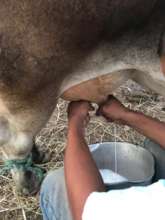 Breakfast at Hector's farm